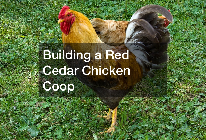 Building a Red Cedar Chicken Coops Art Magazines Online